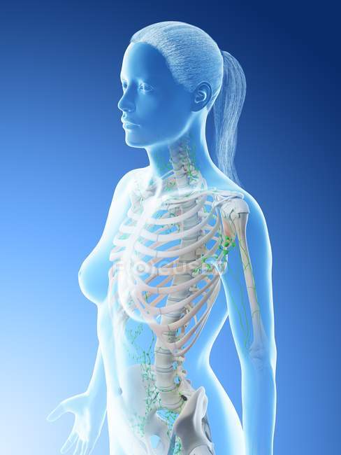 Sistema linfático da parte superior do corpo feminino, ilustração do computador . — Fotografia de Stock