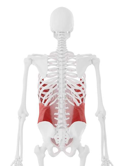 Esqueleto humano con rojo detallado Músculo oblicuo externo, ilustración digital . - foto de stock