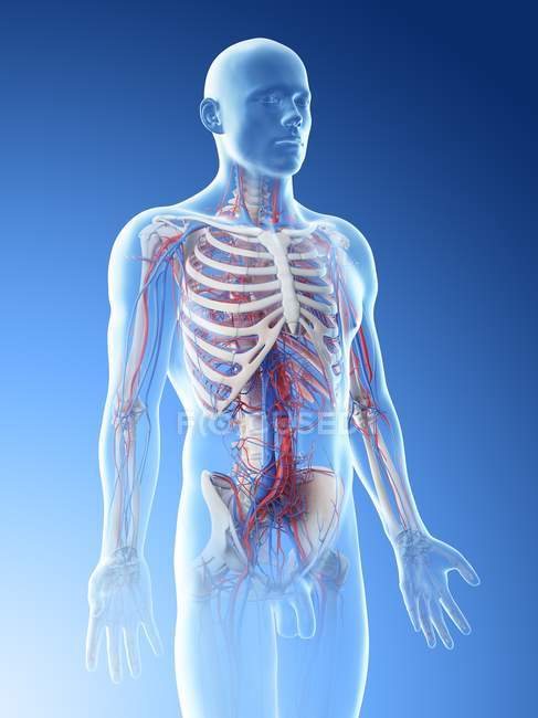 Männliche Anatomie mit Gefäßsystem, Computerillustration. — Stockfoto