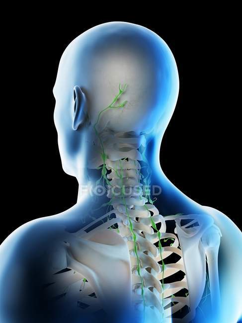 Nœuds lymphatiques du cou et de la tête masculins, illustration par ordinateur . — Photo de stock