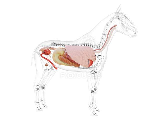 Кінь анатомії з видимими внутрішніми органами на білому тлі, комп'ютерна ілюстрація . — стокове фото