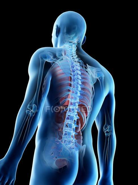 Visão traseira de baixo ângulo da silhueta humana mostrando anatomia masculina, ilustração digital . — Fotografia de Stock