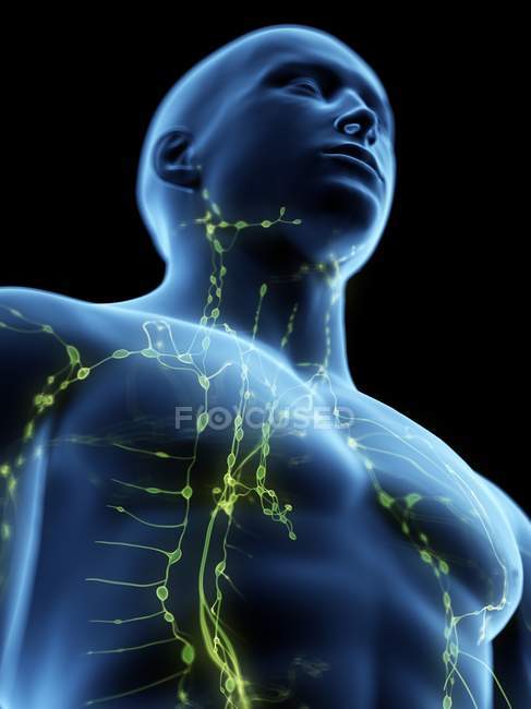 Abstract male body with visible lymphatic system, digital illustration. — Stock Photo