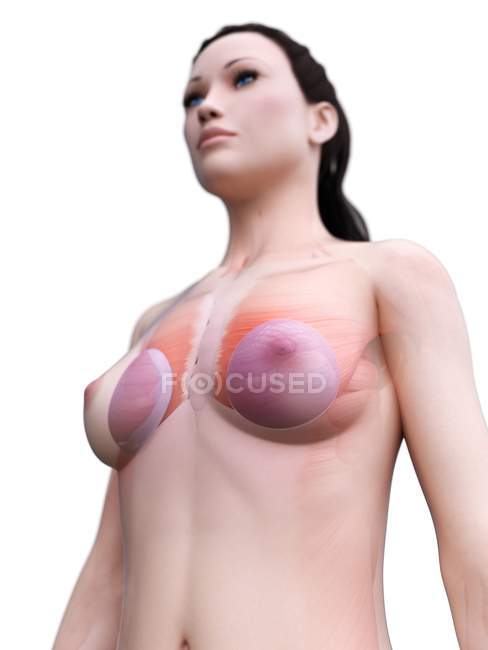 Anatomía de los implantes mamarios en el modelo 3d del cuerpo femenino, ilustración digital
. - foto de stock