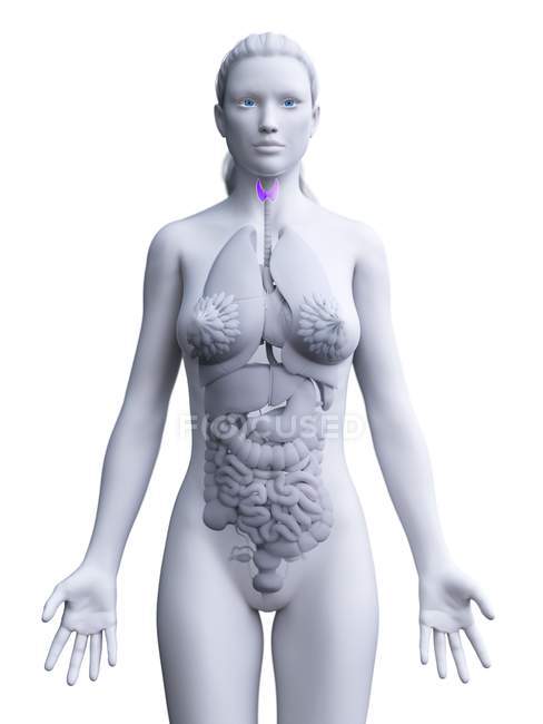 Corpo femminile con ghiandola tiroidea visibile, illustrazione del computer . — Foto stock