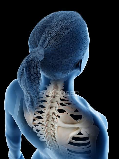 Anatomía y esqueleto de la espalda femenina, ilustración por computadora . - foto de stock