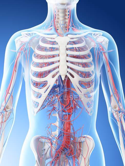 Vascular system of female upper body, computer illustration. — Stock Photo