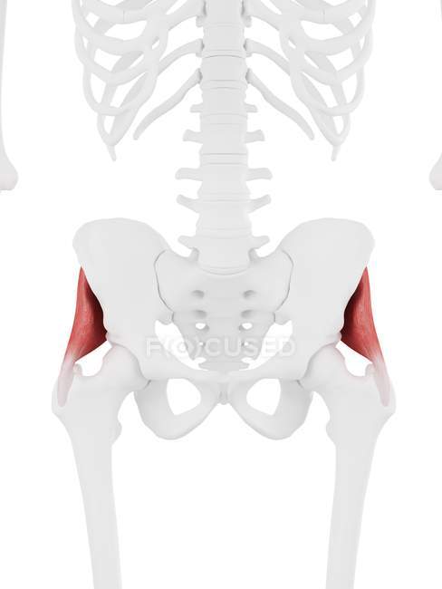 Human skeleton with detailed red Gluteus minimus muscle, digital illustration. — Stock Photo