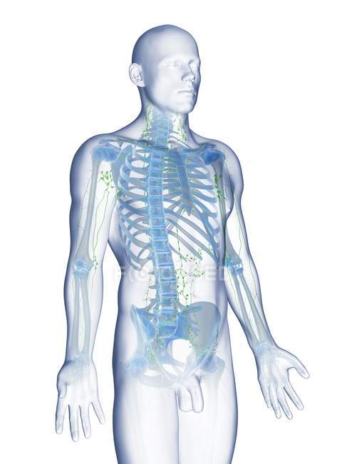 Corps masculin abstrait avec squelette visible et système lymphatique, illustration informatique . — Photo de stock