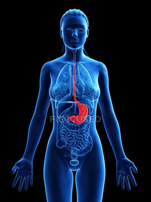 Abstract Female Body 3d Model Demonstrating Stomach In Human Anatomy Digital Illustration Normal 3d Illustration Stock Photo
