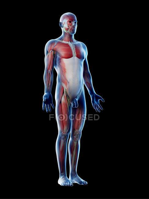 Модель людського тіла, що показує чоловічу анатомію та м'язову систему, цифрова ілюстрація . — стокове фото