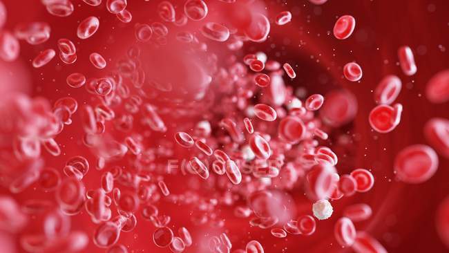 Eritrocitos y leucocitos células sanguíneas en los vasos sanguíneos humanos, ilustración digital
. - foto de stock