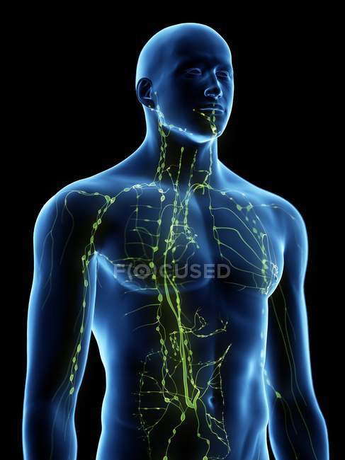 Corpo masculino abstrato com sistema linfático visível, ilustração digital . — Fotografia de Stock