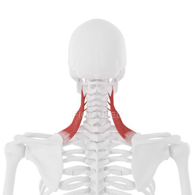 Esqueleto humano com vermelho colorido Levator músculo escapular, ilustração digital . — Fotografia de Stock