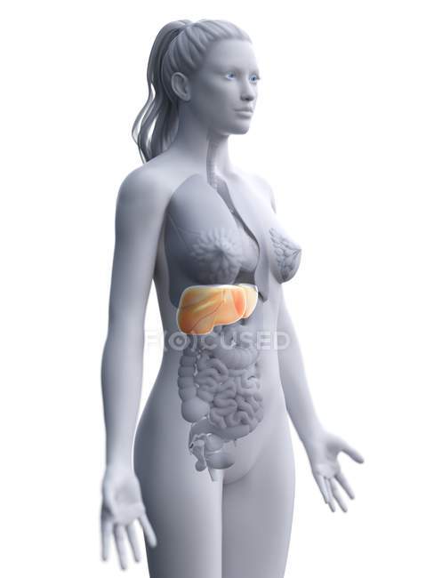 Silueta femenina con hígado detallado sobre fondo blanco, ilustración por ordenador . - foto de stock