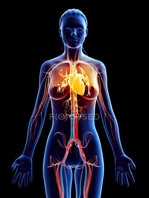 Herzkrankheit im weiblichen Körper, konzeptionelle digitale Illustration. — Stockfoto