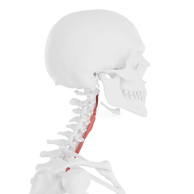 Человеческий скелет с красным цветом Longus colli мышцы, цифровая иллюстрация
. — стоковое фото