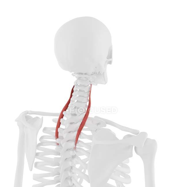 Human skeleton with red colored Longissimus cervicis muscle, digital illustration. — Stock Photo