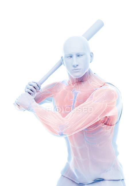 Músculos masculinos del jugador de béisbol mientras sostiene el bate, ilustración del ordenador . - foto de stock