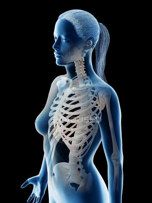 Huesos de tórax femenino abstractos, ilustración por computadora . - foto de stock