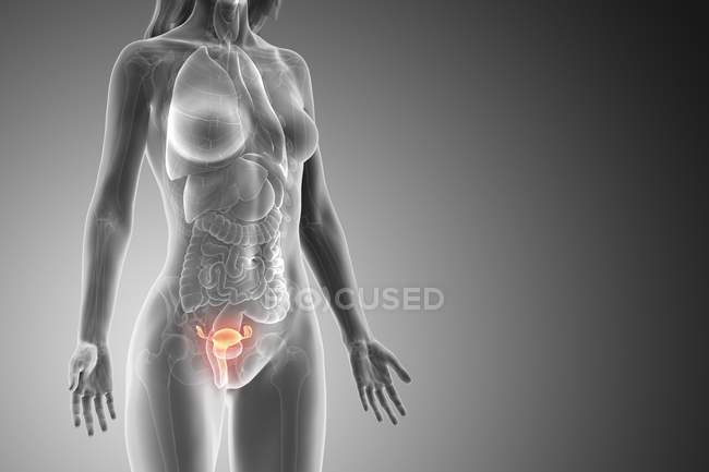 Corpo feminino abstrato com útero visível, ilustração digital . — Fotografia de Stock
