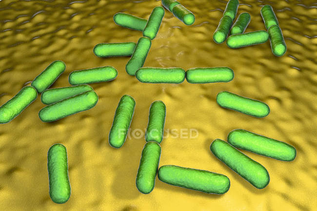 Зелений колір пробіотичних грем-позитивних аеробних бактерій Bacillus clausii відновлює мікрофлору кишечника. — стокове фото