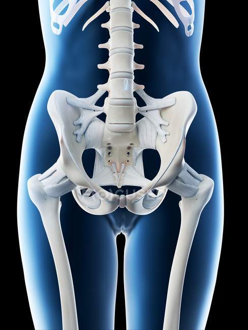 Anatomía de la pelvis femenina y sistema esquelético, ilustración por computadora . - foto de stock