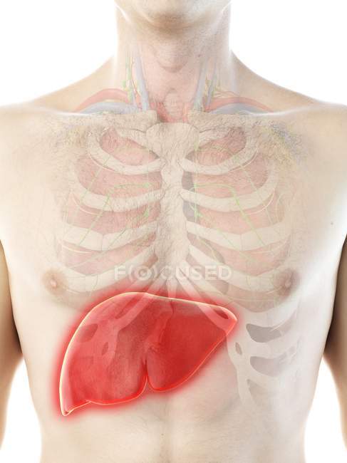 Анатомия печени в мужском силуэте тела, цифровая иллюстрация . — стоковое фото