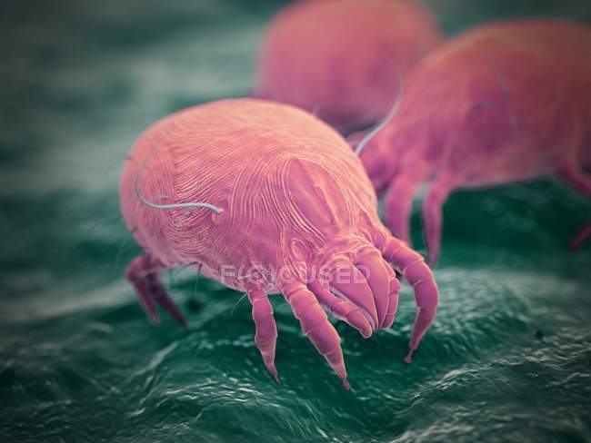 Pink colored digital illustration of parasitic dust mites. — Stock Photo