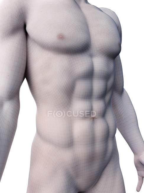 Representación 3d masculina que muestra los músculos abdominales, ilustración por computadora . - foto de stock