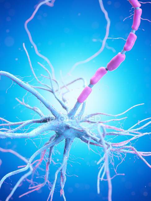 Célula nerviosa con axón de color rosa sobre fondo azul, ilustración digital . - foto de stock