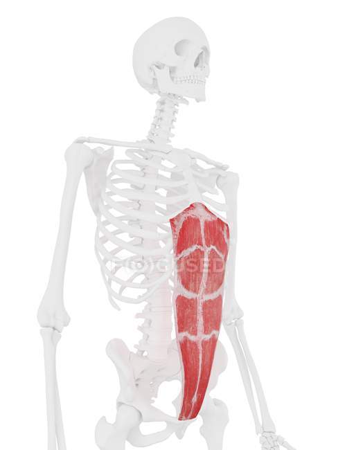 Squelette humain avec muscle Rectus abdominis de couleur rouge, illustration numérique . — Photo de stock