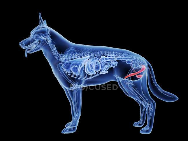 Silueta para perros con genitales de color rojo sobre fondo negro, ilustración digital . - foto de stock