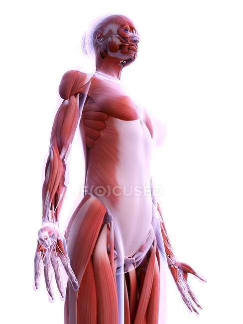 Реалістична структура жіночої мускулатури, цифрова ілюстрація . — стокове фото