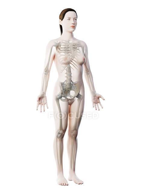 Женский скелет и связки в прозрачном теле, компьютерная иллюстрация . — стоковое фото
