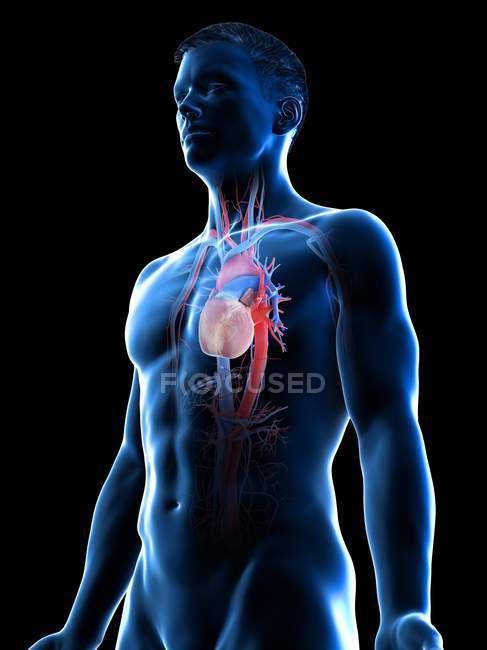 Sistema vascular en el cuerpo masculino, ilustración por computadora . - foto de stock