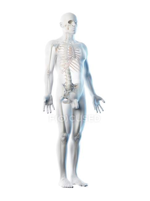 Мужской скелет и связки в прозрачном теле, компьютерная иллюстрация
. — стоковое фото