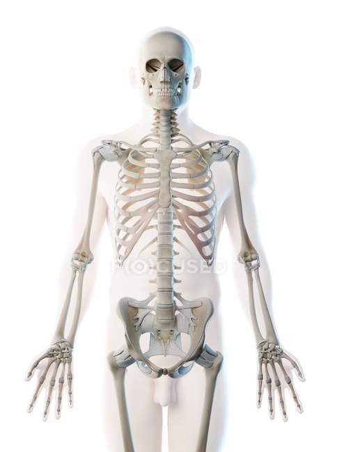 Silueta masculina con huesos visibles de la parte superior del cuerpo, ilustración por ordenador
. - foto de stock