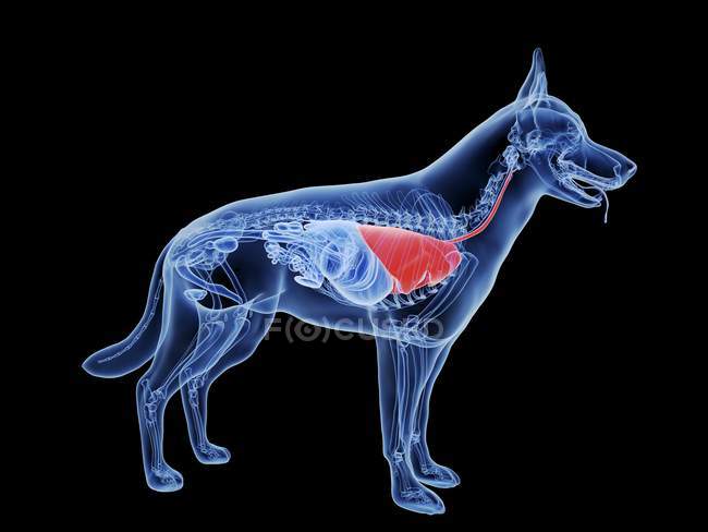 Собачий силует з червоними легенями на чорному тлі, цифрова ілюстрація . — стокове фото