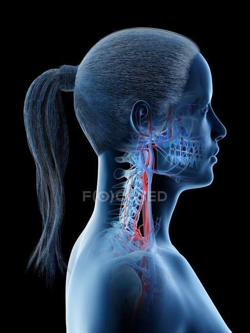 Sistema vascular de la cabeza humana femenina, ilustración por ordenador . - foto de stock