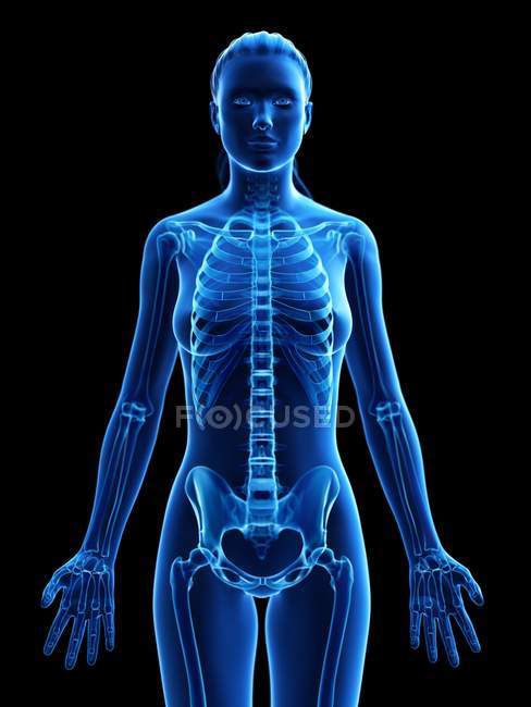 Женский скелет в прозрачном силуэте корпуса, цифровая иллюстрация . — стоковое фото