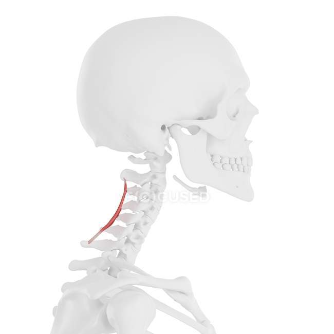 Scheletro umano con muscolo cervicale Spinalis di colore rosso, illustrazione digitale . — Foto stock