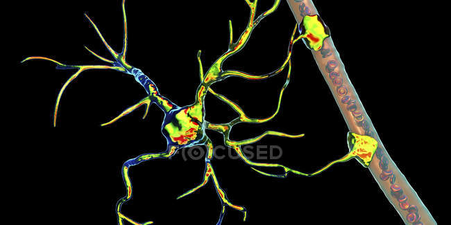 Глиальные клетки мозга астроцитов, соединяющие нейрональные клетки с кровеносными сосудами, цифровая иллюстрация . — стоковое фото