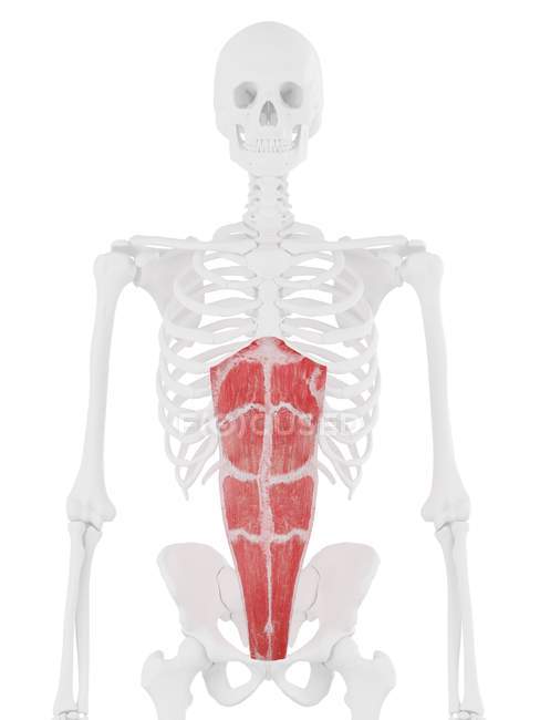 Esqueleto humano con músculo recto abdominal de color rojo, ilustración digital . - foto de stock