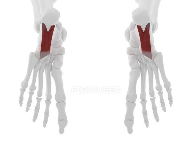 Esqueleto humano con músculo rojo Quadratus plantae, ilustración digital . - foto de stock