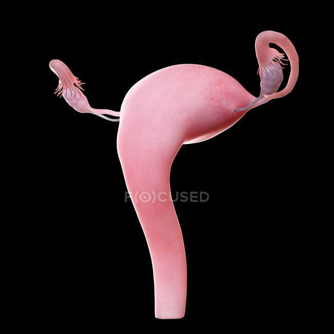 Utérus féminin réaliste sur fond noir, illustration par ordinateur . — Photo de stock