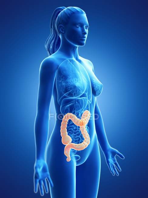 Female silhouette with visible large intestine, digital illustration. — Stock Photo