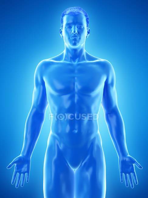 Modelo de corpo humano demonstrando anatomia masculina em fundo azul, ilustração digital . — Fotografia de Stock
