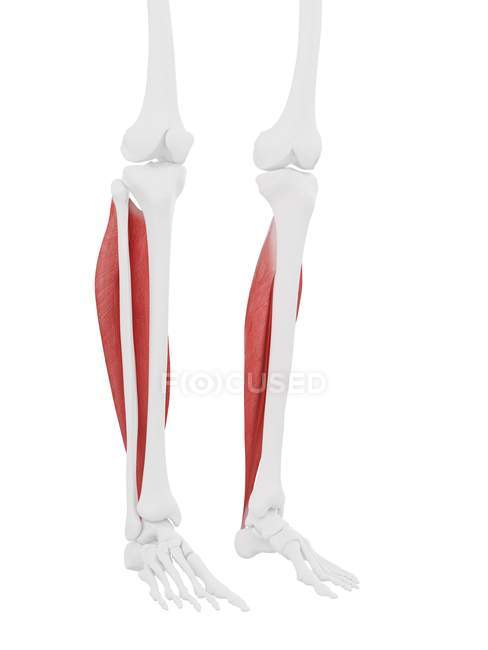 Esqueleto humano con el músculo único de color rojo, ilustración digital . - foto de stock