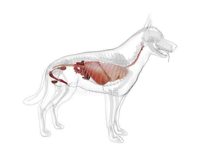 Anatomía del perro con órganos visibles sobre fondo blanco, ilustración digital
. - foto de stock